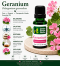 Geranium Essential Oil